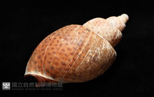 南非鳳螺藏品圖，第16張