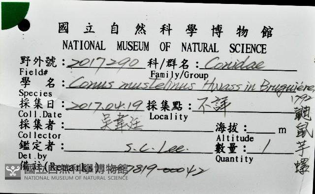 鼬鼠芋螺藏品圖，第16張