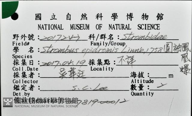 圓袖鳳凰螺藏品圖，第16張