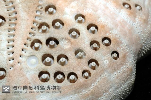 秀麗布萊海膽藏品圖，第16張