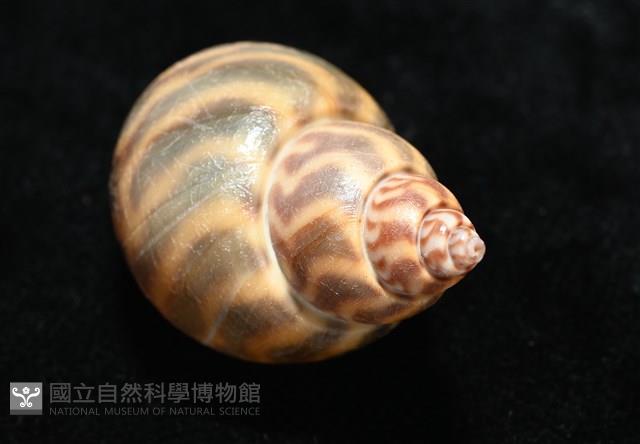 臺灣鳳螺藏品圖，第16張
