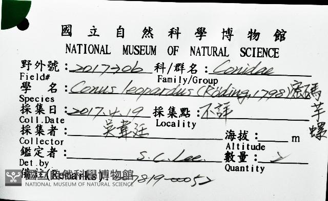 密碼芋螺藏品圖，第16張