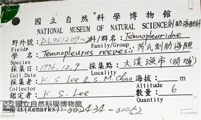 芮氏刻肋海膽藏品圖，第16張