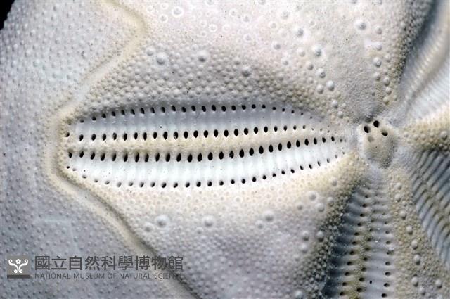 心形海壺藏品圖，第16張