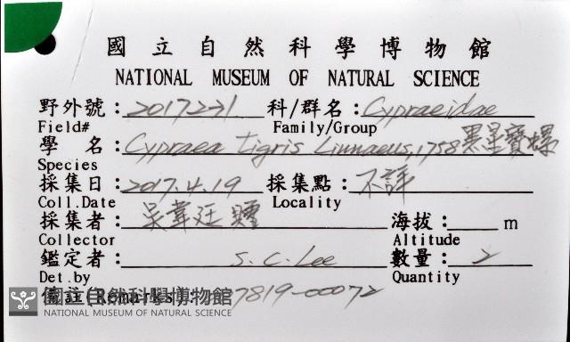 黑星寶螺藏品圖，第16張