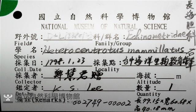 石筆海膽(鉛筆海膽)藏品圖，第16張