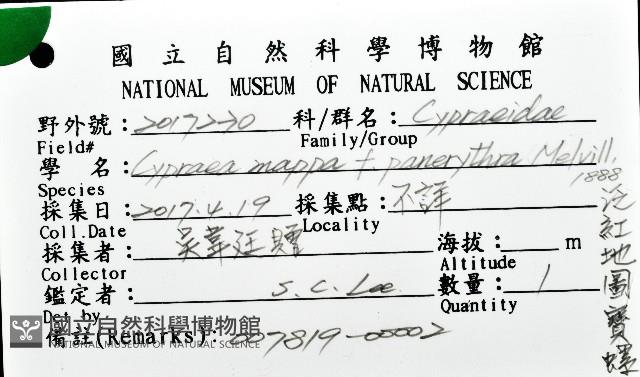 泛紅地圖寶螺藏品圖，第16張