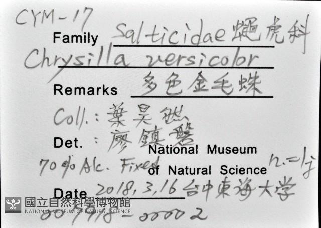 多色金毛蛛藏品圖，第16張