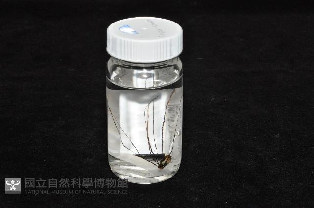 背斑偽盾刺盲蛛藏品圖，第16張