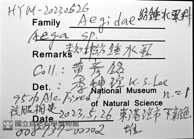 未知種紡錘水虱藏品圖，第16張