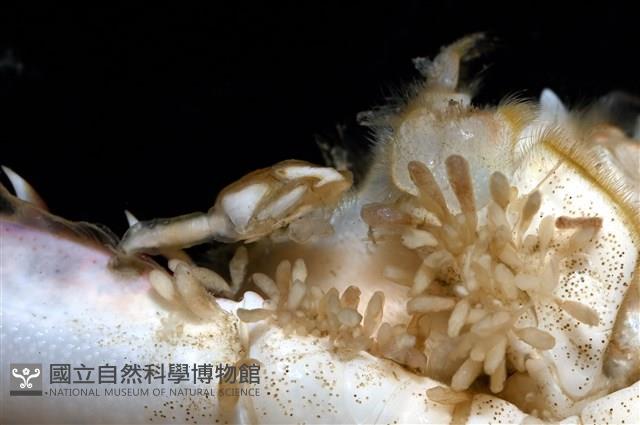 紅星梭子蟹藏品圖，第16張