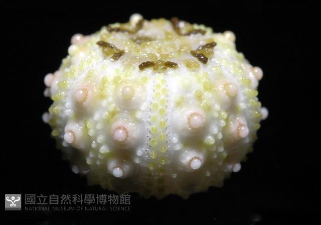 環棘深淵沙棱海膽藏品圖，第16張