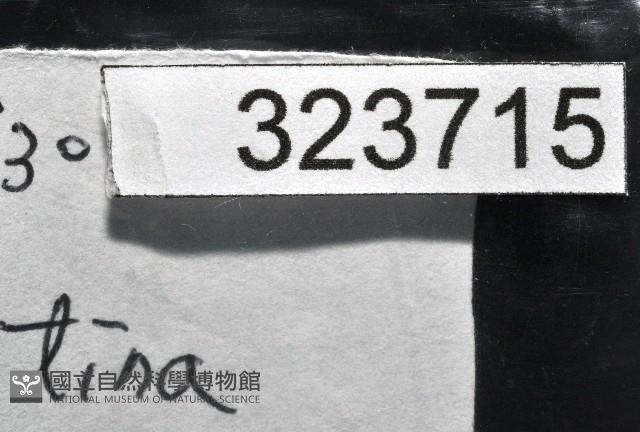 百夫長花冠螺藏品圖，第16張