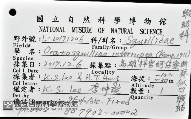 斷脊似口蝦蛄藏品圖，第16張