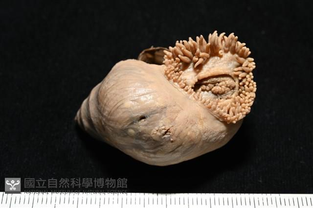 造殼海葵之一種藏品圖，第16張