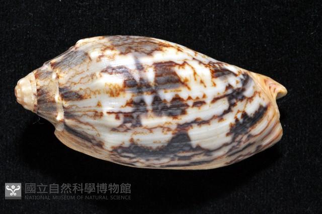蝙蝠渦螺藏品圖，第16張