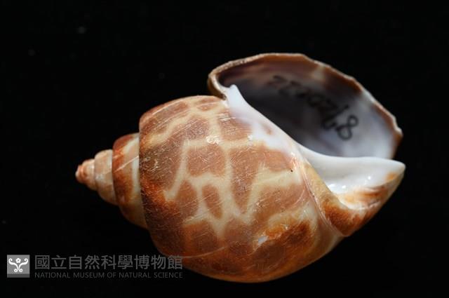 深溝鳳螺藏品圖，第16張