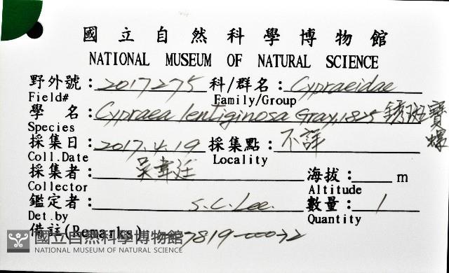銹斑寶螺藏品圖，第16張