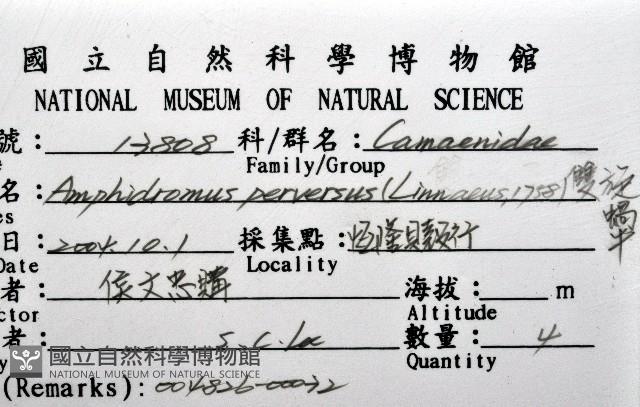 雙旋蝸牛藏品圖，第16張