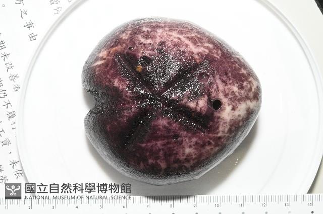心形緣帶海膽藏品圖，第16張