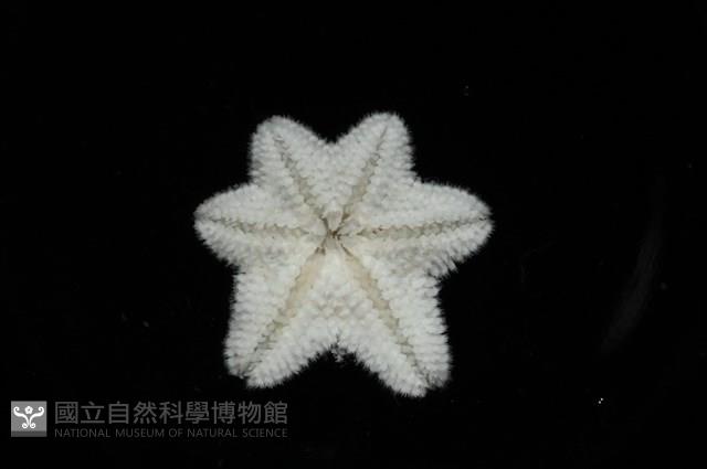 伯頓海燕藏品圖，第6張