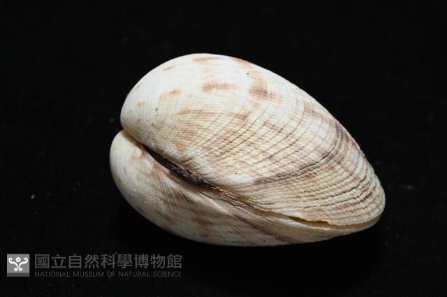 千妮簾蛤藏品圖，第6張