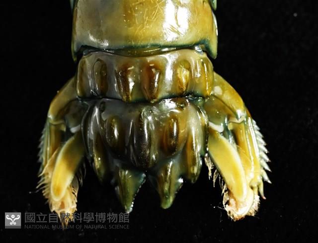 大指蝦蛄藏品圖，第6張