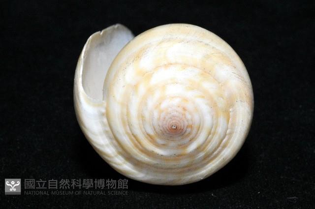 聳肩芋螺藏品圖，第6張