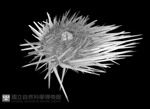 口鰓海膽藏品圖，第6張