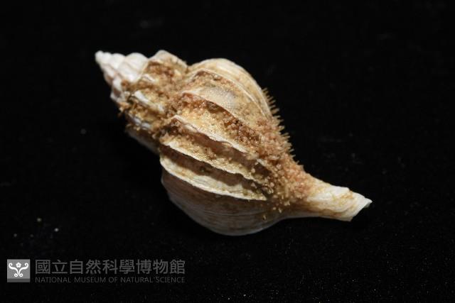 未知種峨螺藏品圖，第6張