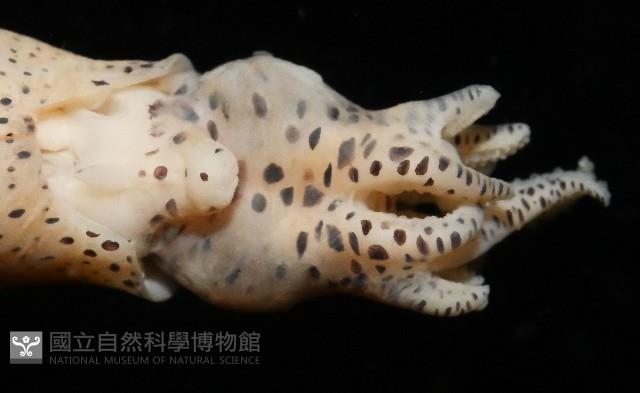 微小微鰭烏賊藏品圖，第6張