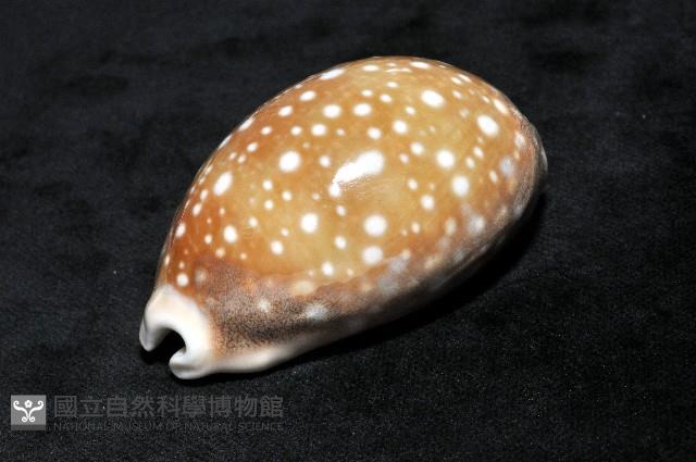 白星寶螺藏品圖，第6張