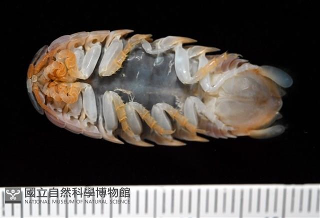 未知種紡錘水虱藏品圖，第6張