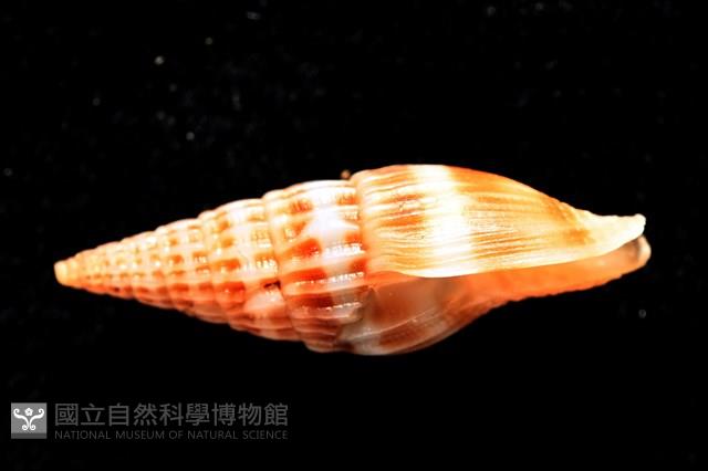 東風蛹筆螺藏品圖，第6張