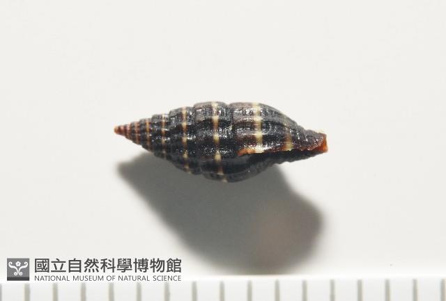 暮靄蛹筆螺藏品圖，第6張
