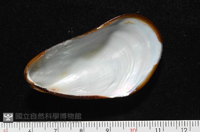 平端深海殼菜蛤藏品圖，第6張