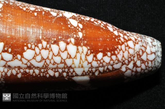 美華芋螺藏品圖，第6張