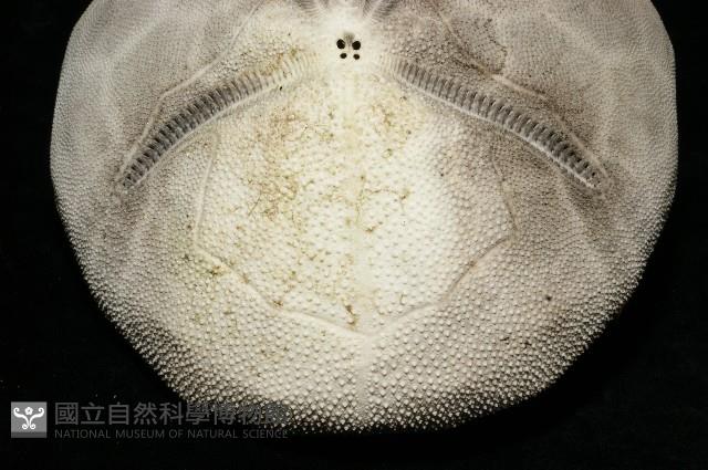 脊背壺海膽藏品圖，第6張