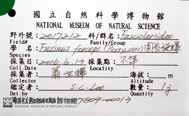 圓長旋螺藏品圖，第6張
