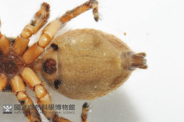 雙帶扁蠅虎藏品圖，第6張