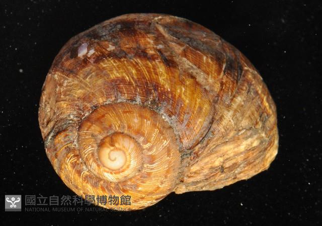 庭園蝸牛藏品圖，第6張