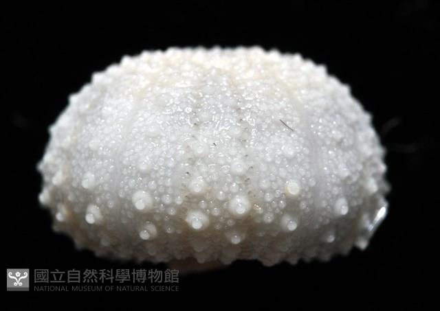 艾氏鋸海膽藏品圖，第6張