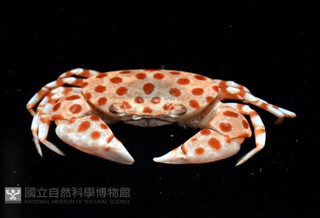 紅斑斗蟹藏品圖，第6張