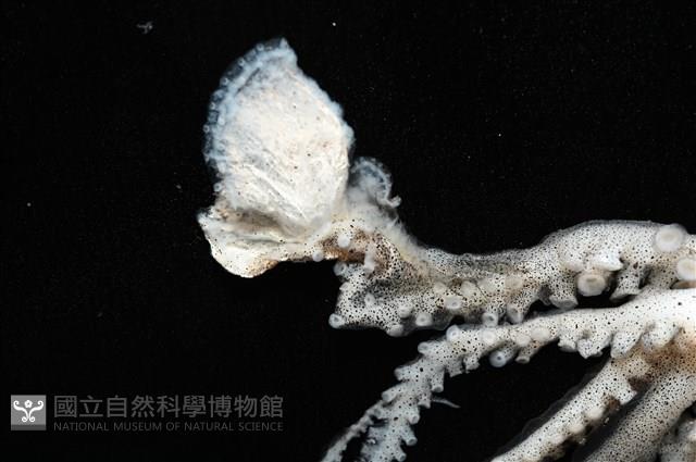 闊船蛸藏品圖，第6張