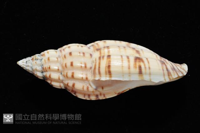 扁肋渦螺藏品圖，第6張