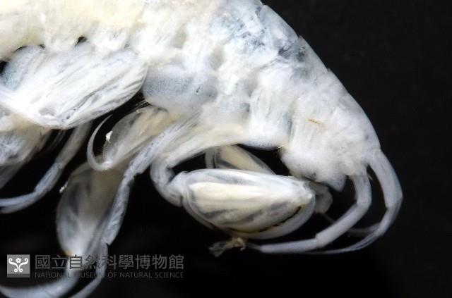 未知種深海鉤蝦藏品圖，第6張