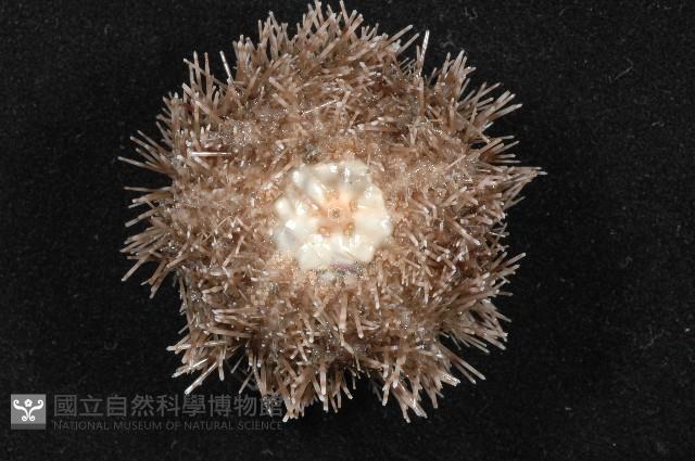 褐駝海膽藏品圖，第6張