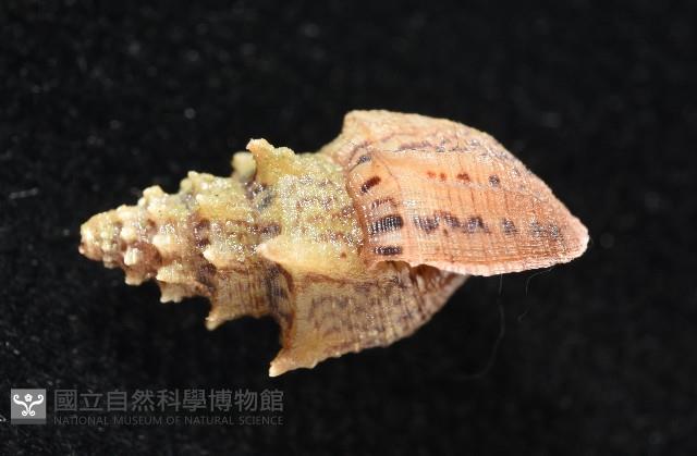 塔蜷藏品圖，第6張