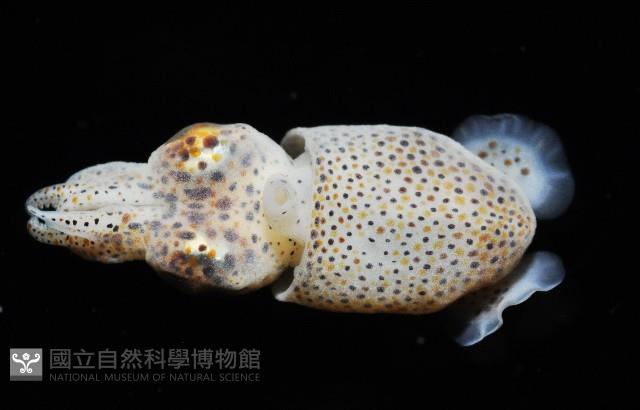 未知種微鰭烏賊藏品圖，第6張