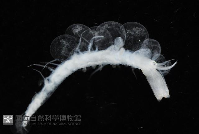 未知種多鱗蟲藏品圖，第6張